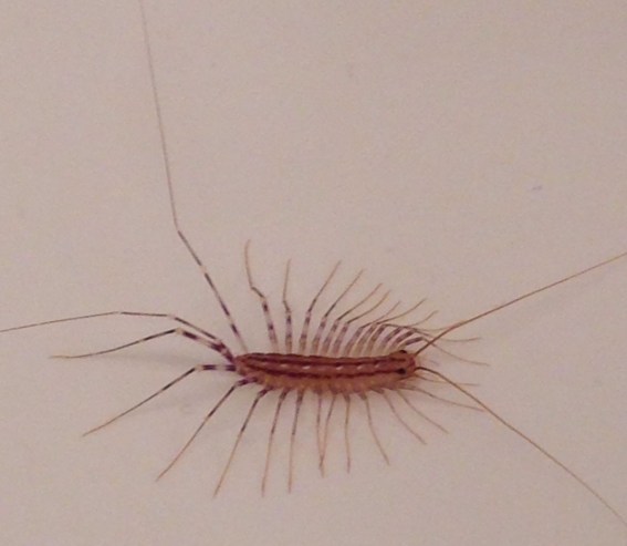 She's got legs, and she knows how to use them. TO CRAWL INTO YOUR EAR AT NIGHT!